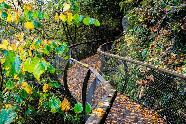 Metal Pathway Partially Covered Trees Forest — Stock Photo, Image