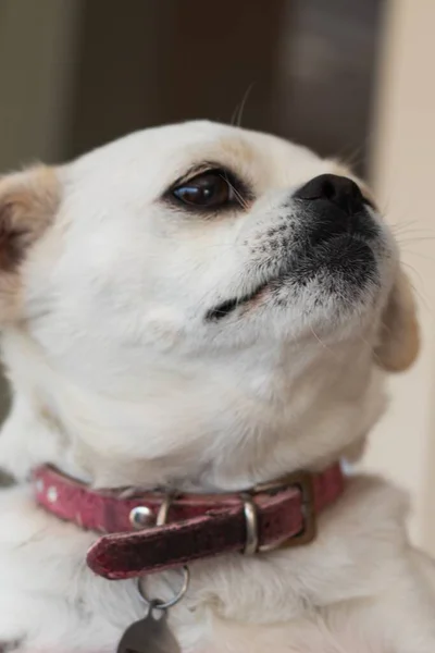 Tiro Vertical Cão Chihuahua Branco — Fotografia de Stock