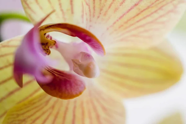 Eine Nahaufnahme Einer Schönen Gelben Und Rosa Orchidee Mit Hellem — Stockfoto