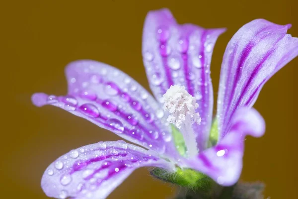 Primer Plano Gotitas Agua Una Flor Rayas Violeta Familia Lily — Foto de Stock