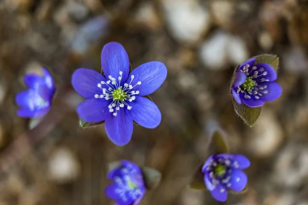 Selective Focus Shot Blooming White Flower Soil Background — Stock Photo, Image