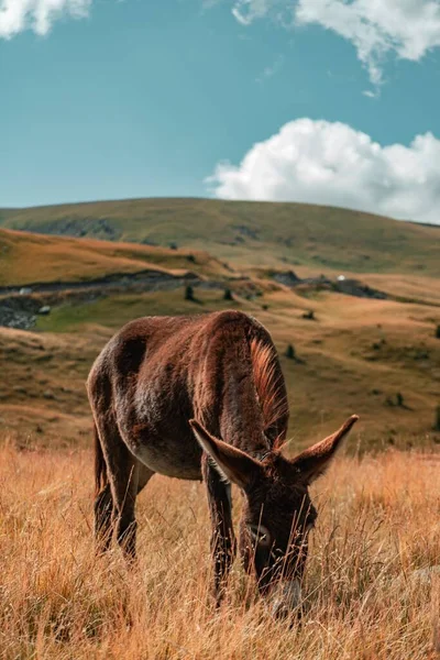 Vertical Shot Brown Donkey Grazing Grass Covered Hill Sunny Day — Stock Photo, Image