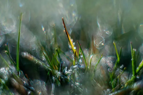 Красивый Крупный План Капли Воды Траве Солнечным Светом — стоковое фото