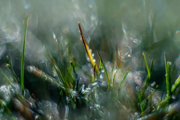 Beau Gros Plan Eau Tombe Sur Herbe Sous Lumière Soleil — Photo