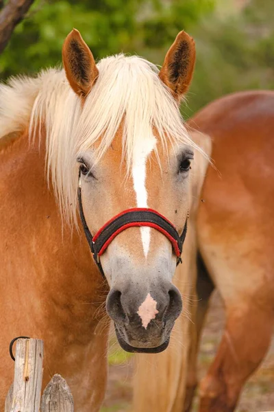 Красивий Знімок Світло Коричневого Коня Білою Міткою Лобі — стокове фото