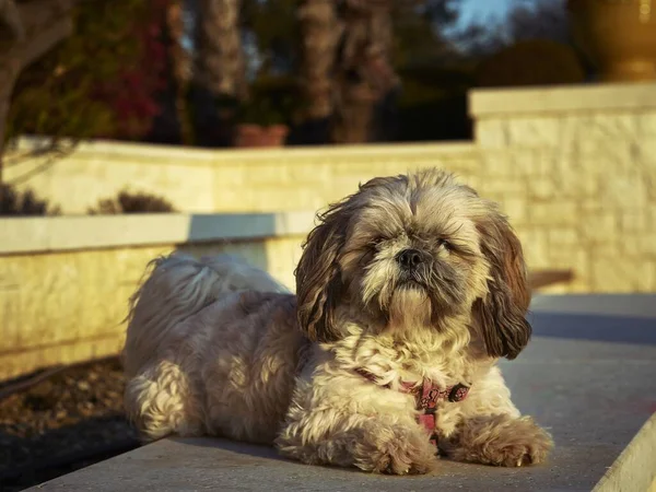 Pohled Psa Shih Poo Jak Sedí Zemi Dívá Kamery Slunečného — Stock fotografie