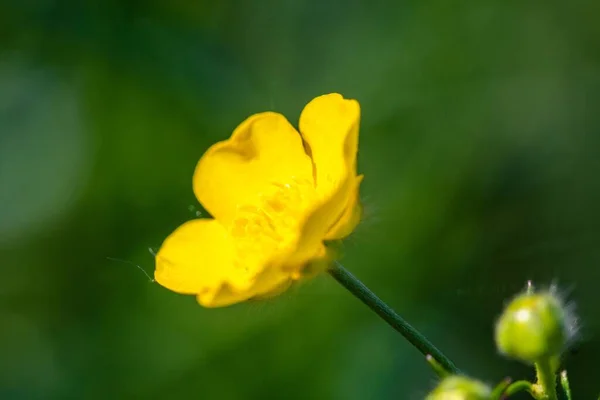 Een Verbazingwekkende Close Van Een Mooie Kruipende Boterbloem — Stockfoto