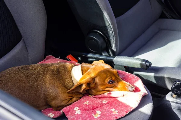 一只可爱的狗躺在车里的特写镜头 — 图库照片