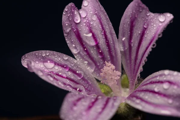 Lily Ailesinin Menekşe Desenli Çiçeğinin Üzerindeki Damlacıklarının Yakın Çekimi — Stok fotoğraf