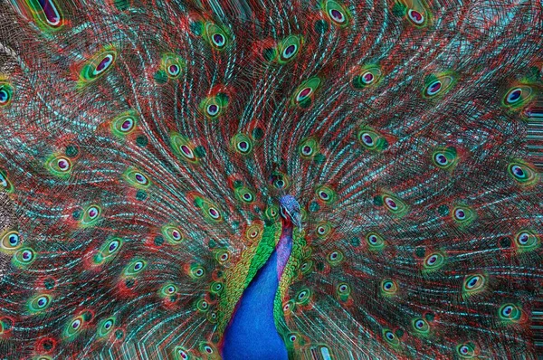 Vacker Bild Påfågel Med Färgglad Svans Effekt — Stockfoto