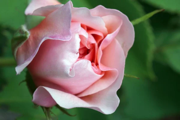 Una Messa Fuoco Selettiva Una Bella Rosa Giardino Rosa Con — Foto Stock