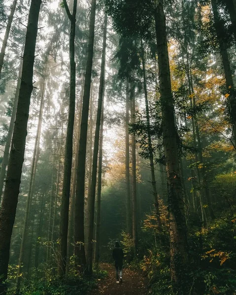 Ένα Άτομο Που Διασχίζει Μαύρο Δάσος Στη Γερμανία — Φωτογραφία Αρχείου