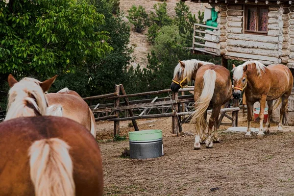 Eine Schöne Aufnahme Hellbrauner Pferde Die Holzzaun Stehen — Stockfoto