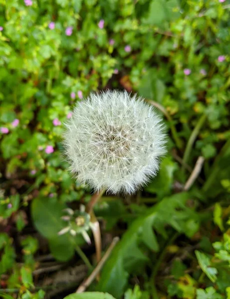 Eine Vertikale Selektive Fokusaufnahme Eines Löwenzahns Mit Verschwommenem Grün Hintergrund — Stockfoto