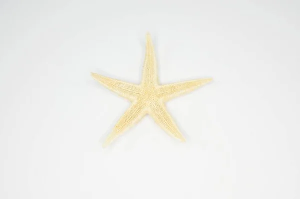 Сушеная Морская Звезда Белом Фоне — стоковое фото
