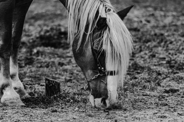 Ένα Όμορφο Κάθετο Πλάνο Ενός Αλόγου Ασπρόμαυρα Χρώματα — Φωτογραφία Αρχείου
