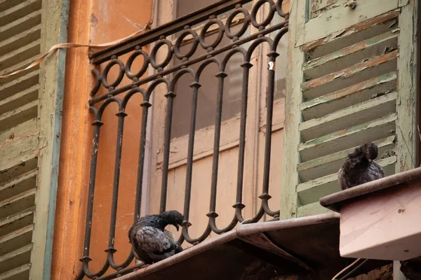 프랑스 니스에 창밖에 비둘기 — 스톡 사진