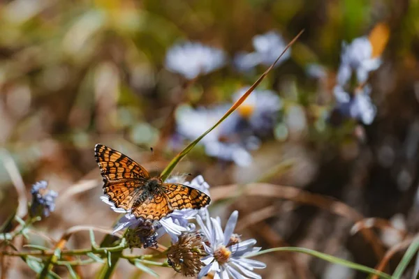 Eine Selektive Fokusaufnahme Eines Schmetterlings Der Auf Einer Schönen Blume — Stockfoto