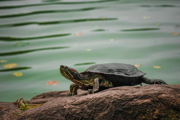 一只可爱的乌龟在岩石上被池塘捕捉到的选择性镜头 — 图库照片