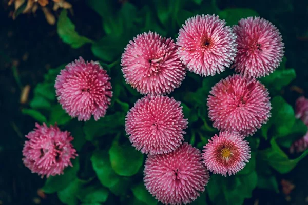 Bahçede Yakalanmış Güzel Pembe Çiçeklerin Yüksek Açılı Çekimi — Stok fotoğraf