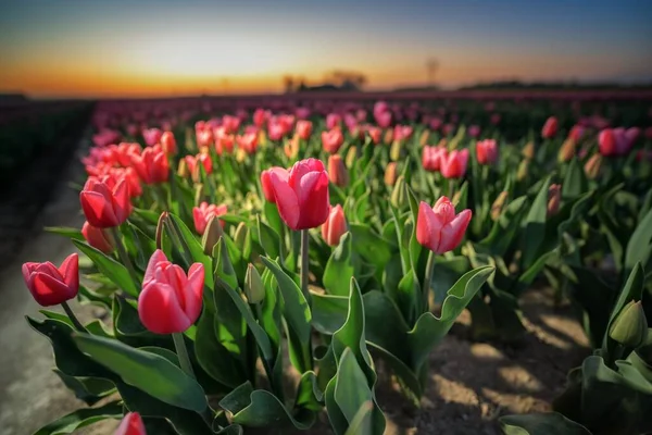 Une Mise Point Sélective Jardin Tulipes Roses Coucher Soleil — Photo