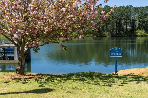 公園内の湖の近くに青いピンクの花の美しい木 — ストック写真
