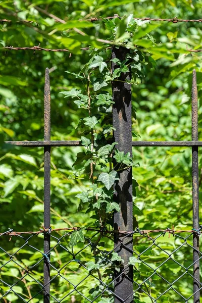 その上に葉を持つ金属製のフェンスの垂直ショット — ストック写真