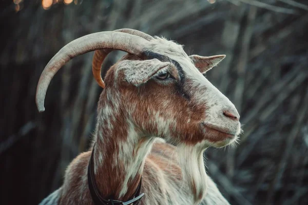 Closeup Shot Head Goat — Stock Photo, Image