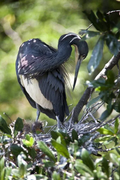 Plan Vertical Oiseau Eau Noire Assis Dans Son Nid Capturé — Photo