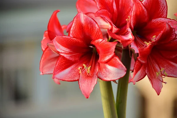 Banda Květin Charismy Amaryllis Dvou Stonků Vycházejících Stejné Žárovky Bílé — Stock fotografie