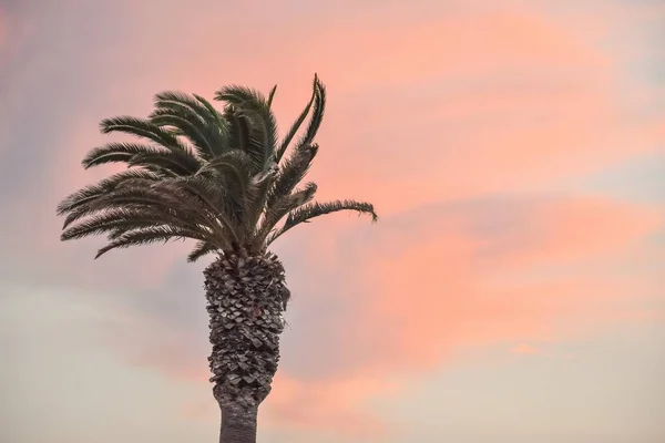 Una Palma Sotto Cielo Nuvoloso Durante Tramonto — Foto Stock