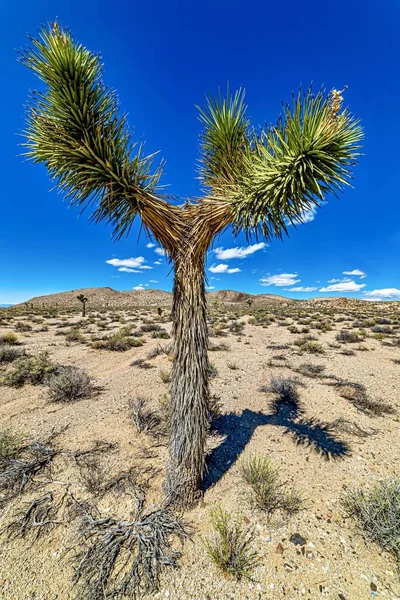 Cactus Contre Ciel Bleu Désert Californie — Photo