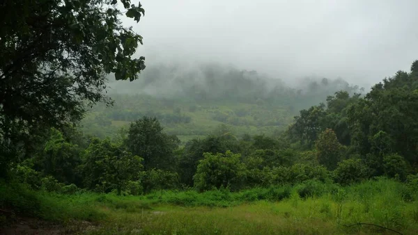緑の木々と霧深い空の森の美しい景色 — ストック写真