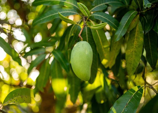 Närbild Fräsch Grön Mango Hängande Från Ett Träd — Stockfoto