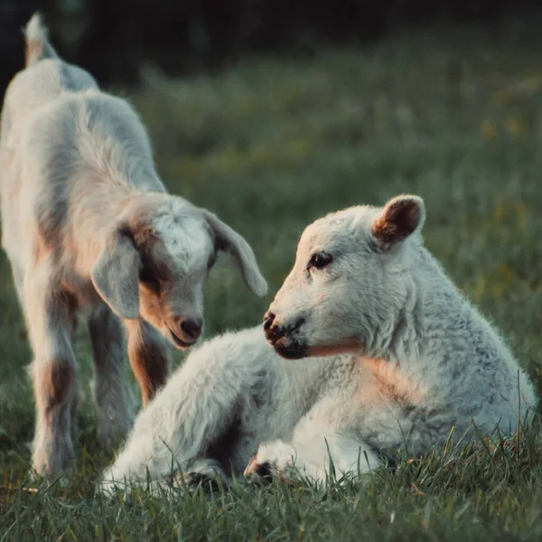 Nahaufnahme Zweier Junger Schafe Hintereinander — Stockfoto