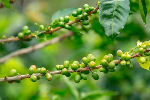 Closeup Coffee Beans Tree Branches Field Sunlight Daytime — Stock Photo, Image
