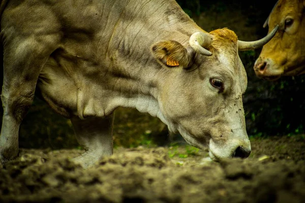 Tiro Perto Uma Vaca Pastando Grama — Fotografia de Stock
