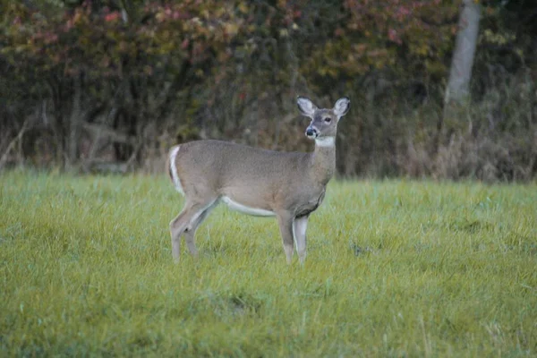 Selective Focus Shot White Tailed Deer Standing Field Captured Sunny — Stock Photo, Image