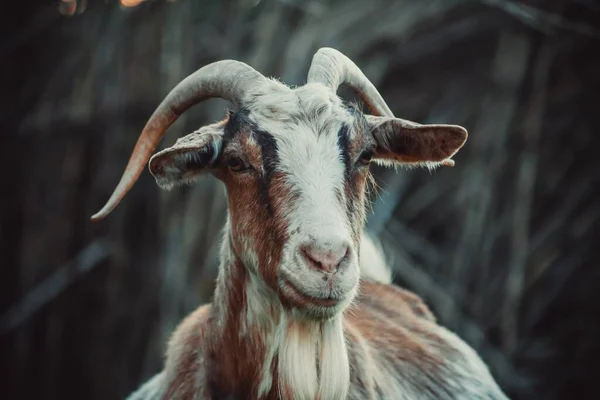 Closeup Shot Head Goat — Stock Photo, Image