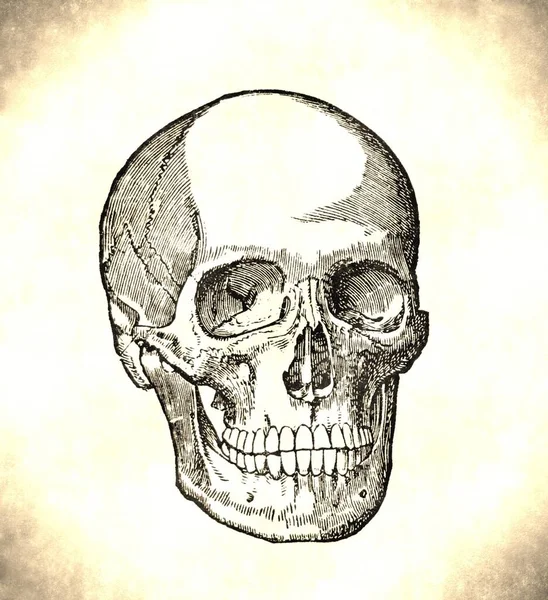 Ilustración Del Cráneo Humano Vintage Esquinas Bordes Tonificados Sepia Página —  Fotos de Stock
