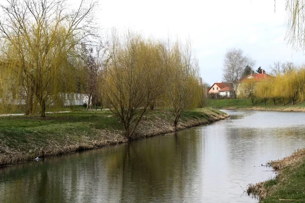 Rio Maros Com Árvores Casas Szeged Hungria — Fotografia de Stock