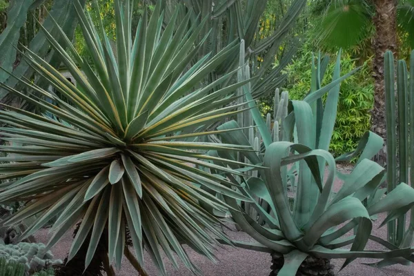 Twee Planten Die Naast Elkaar Groeien Omringd Door Bomen — Stockfoto