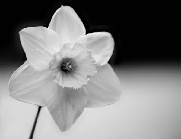 Grayscale Selective Focus Shot Daffodil — Stock Photo, Image