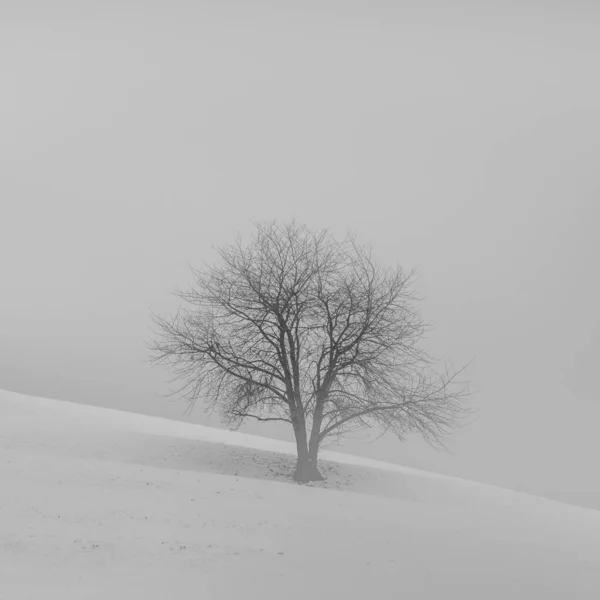 Primer Plano Árbol Desnudo Suelo Nevado Día Nublado —  Fotos de Stock