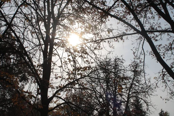 Silhueta Árvore Luz Solar Brilhante — Fotografia de Stock