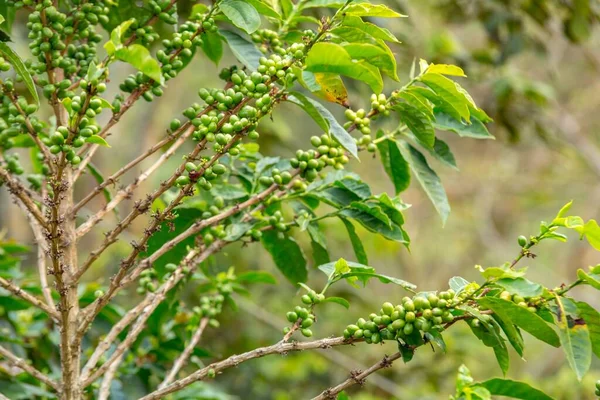 Closeup Coffee Beans Tree Branches Field Sunlight Daytime — Stock Photo, Image