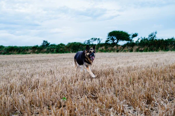 Tysk Herdehund Som Springer Gräsplan Dagtid — Stockfoto