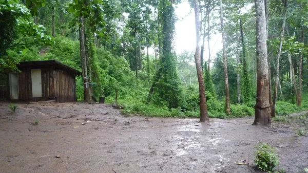 Beau Parc Avec Des Arbres Verts Ciel Brumeux — Photo