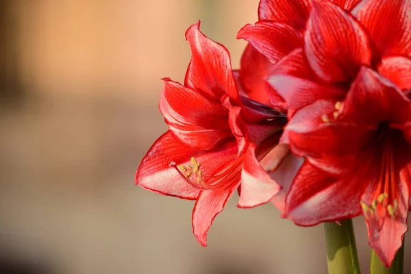 Bunch Charisma Amaryllis Flowers Two Stems Coming Out Same Bulb — Stock Photo, Image