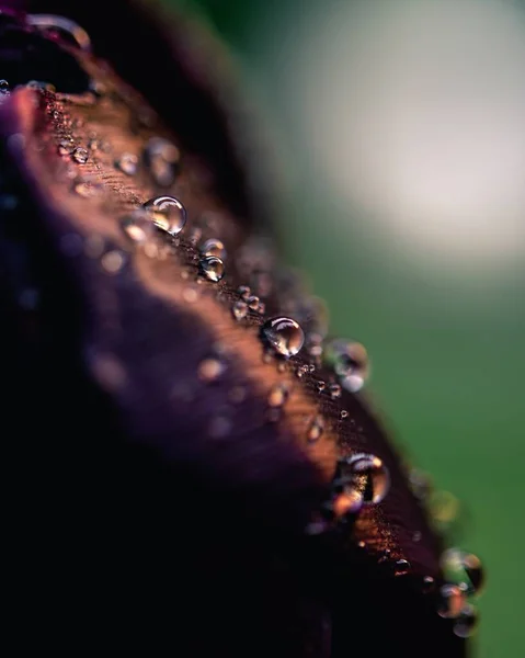 Makroaufnahme Von Wassertropfen Auf Einem Schwarzen Tulpenblatt — Stockfoto